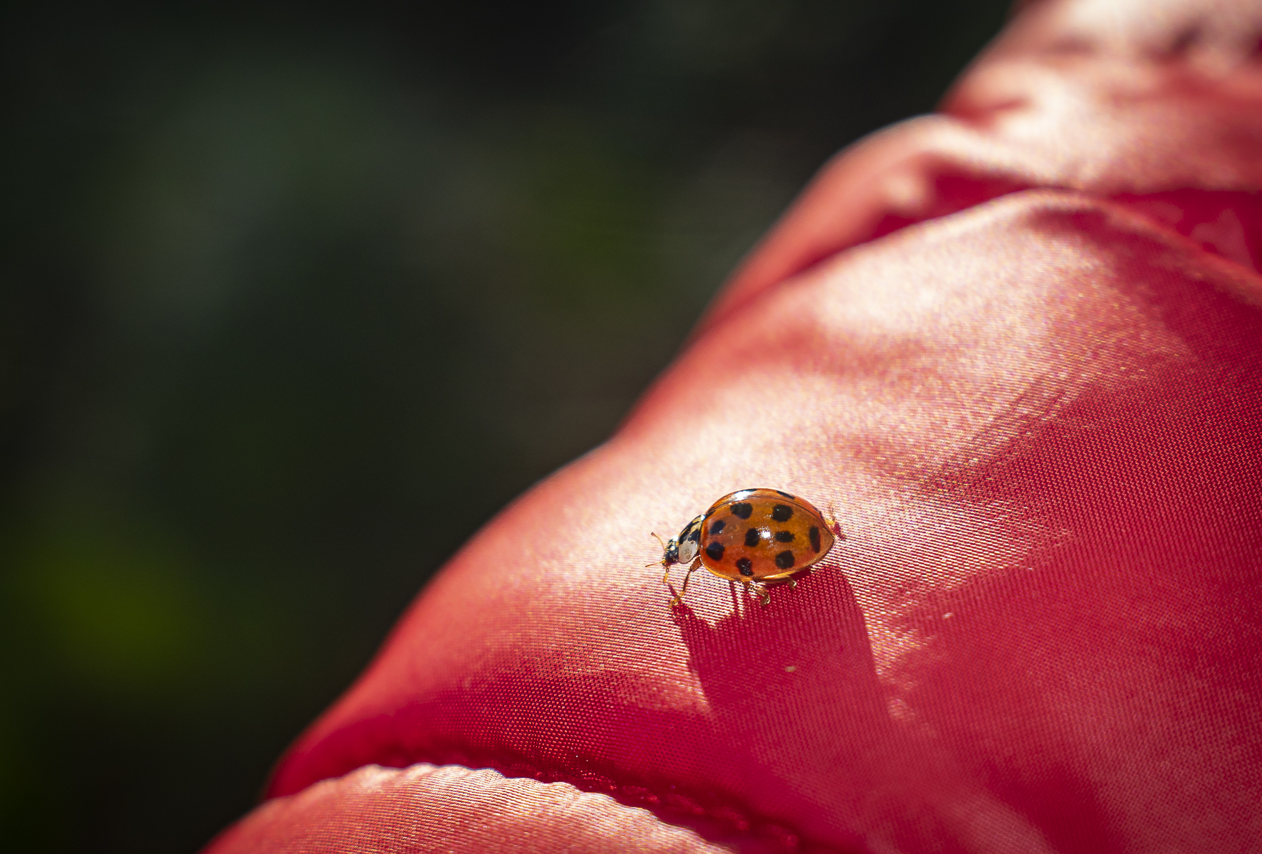 coccinelle